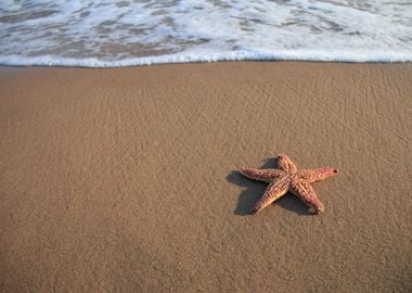 Starfish Beach Animal