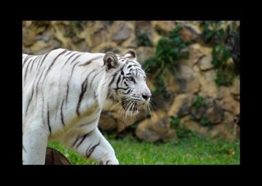 White Tiger