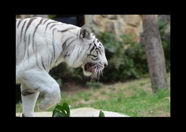 White Tiger