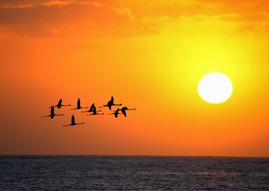 Flamingo Animal Sunset