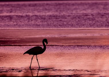 Flamingo Animal Sunset