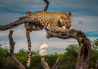 Leopard Nature Animals