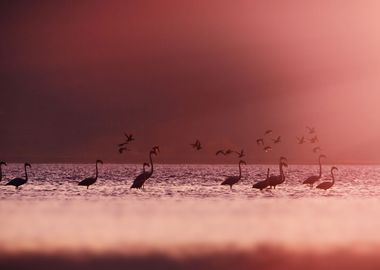 Flamingo Animal Sunset