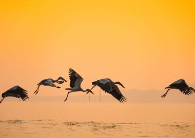 Flamingo Animal Sunset