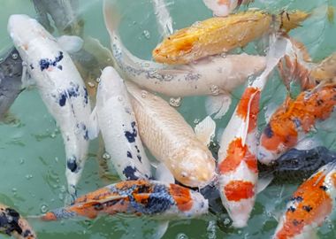 Koi feeding frenzy