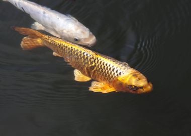 Silver and Gold Koi