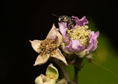 Macro of a bee