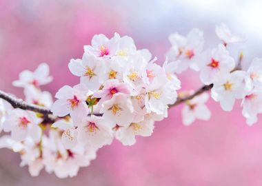 Japanese Sakura