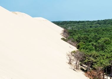 Sand Against Forest