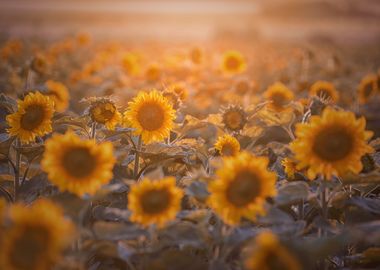 Yellow sunflowers field