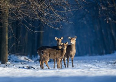 Three deer in forest