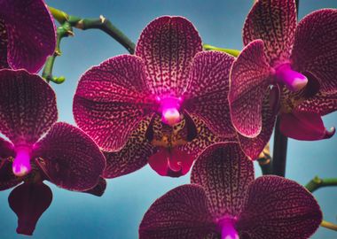 Phalaenopsis Orchid