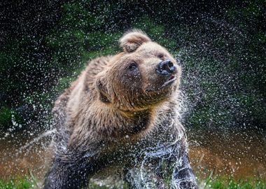 Bear splashing