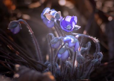 Spring flowers in garden