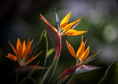 Strelitzia reginae, macro