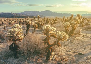 Cholla Garden