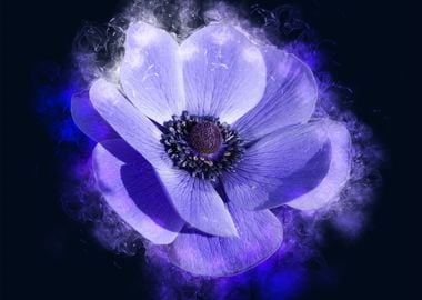 Anemone smoky