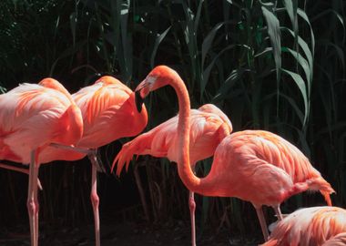 Flamingos with leaves