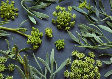 Crithmum maritimum