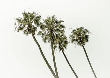 Palm Trees Summertime