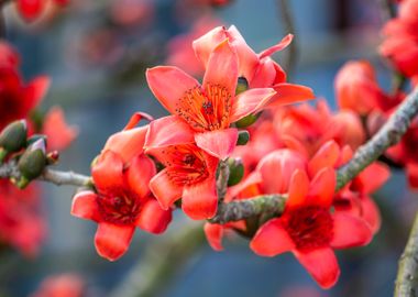 Bombax ceiba flowers