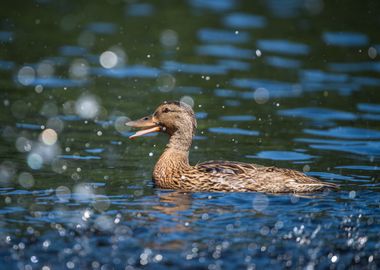 Mallard Duck delight