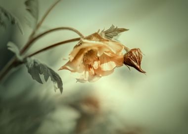 Yellow flower,macro garden