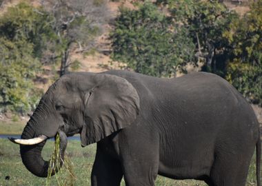 Elephant eating close up