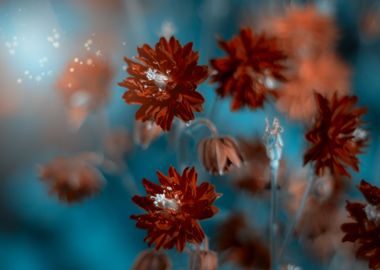 Red flowers, garden, macro