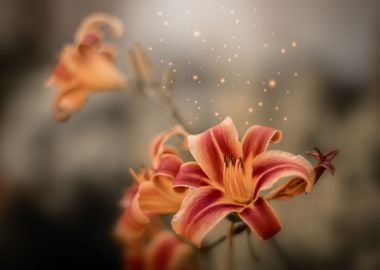 Orange lily, garden, macro