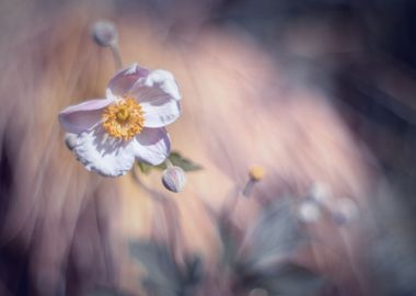 Pink delicate anemone