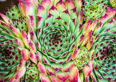 Succulent