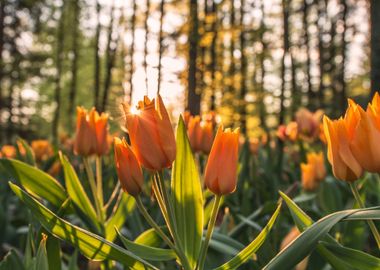 orange tulips