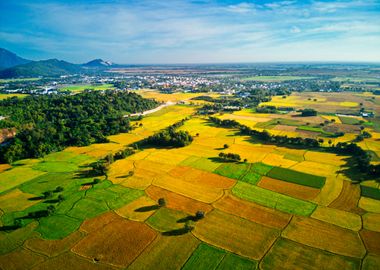 Very nice ripen rice field