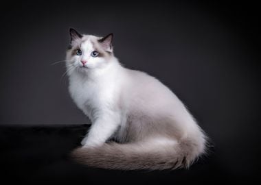 Cute white Cat Animal