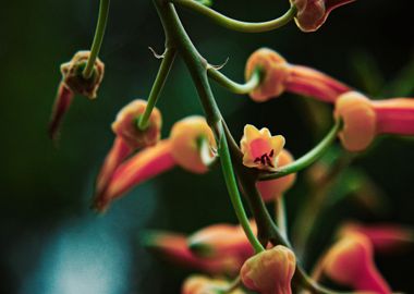 Aloe fire flower