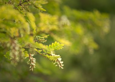 Bulgarian acacia, garden