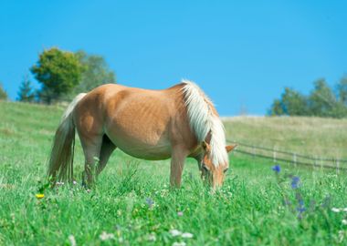 Animal Horses