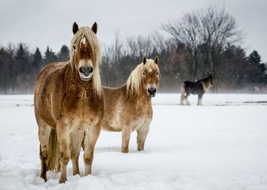 Horse Animals