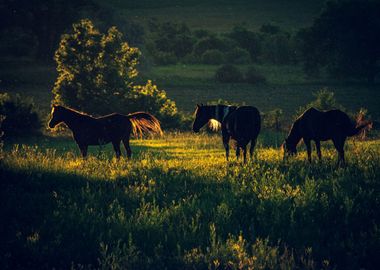 Wild horses