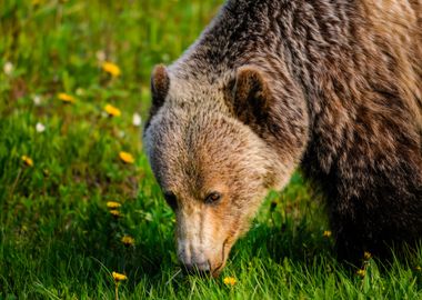 bear wildlife