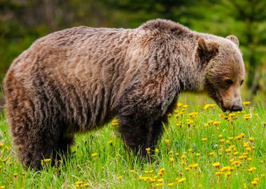 bear wildlife