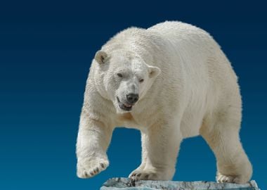 wild polar bear 