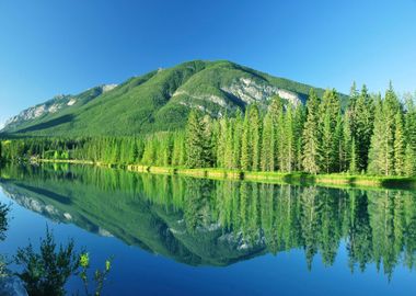 Forest at Lake Nature