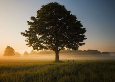 Lone Tree