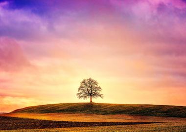 Lone Tree