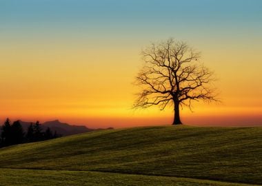 Lone Tree