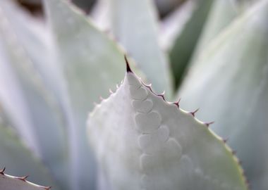 aloe plant