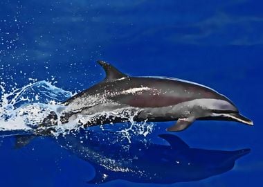 swimming dolphin