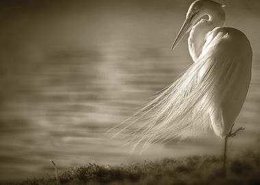 A Beautiful White Heron